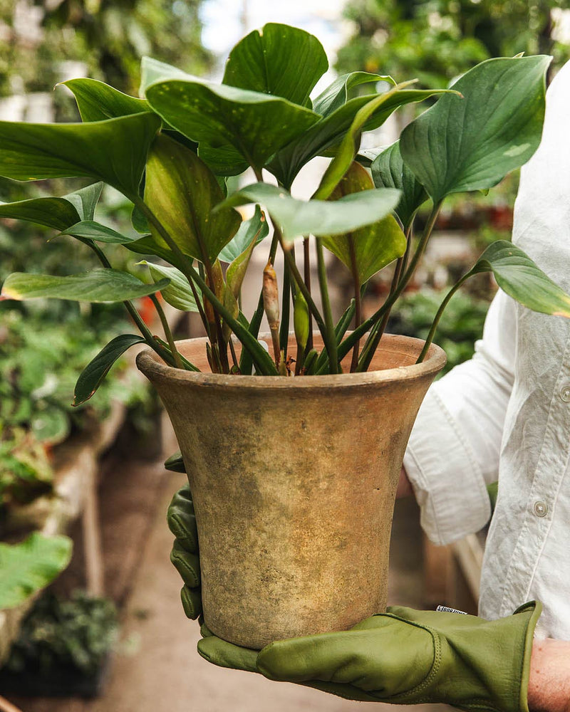 Aged Terracotta Garden Pots - Flared