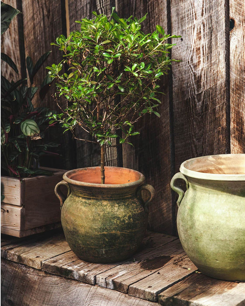 Aged Terracotta Garden Pots - Confit