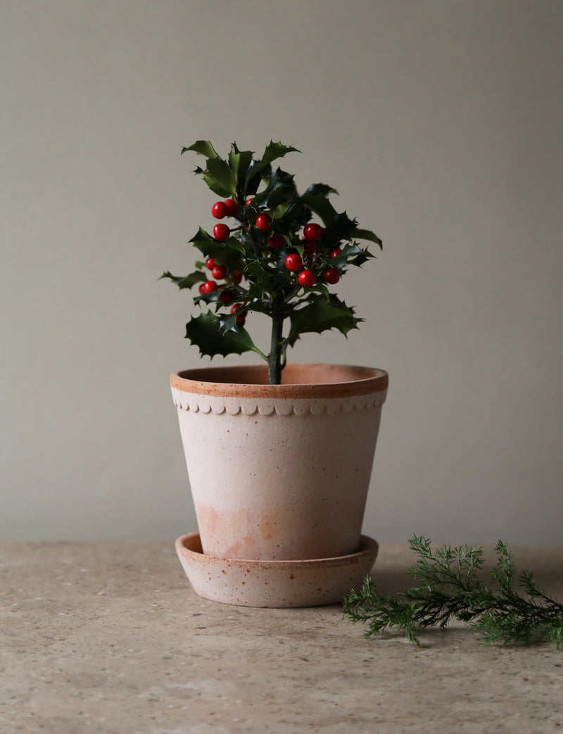 Scalloped Terracotta Garden Pot and Saucer