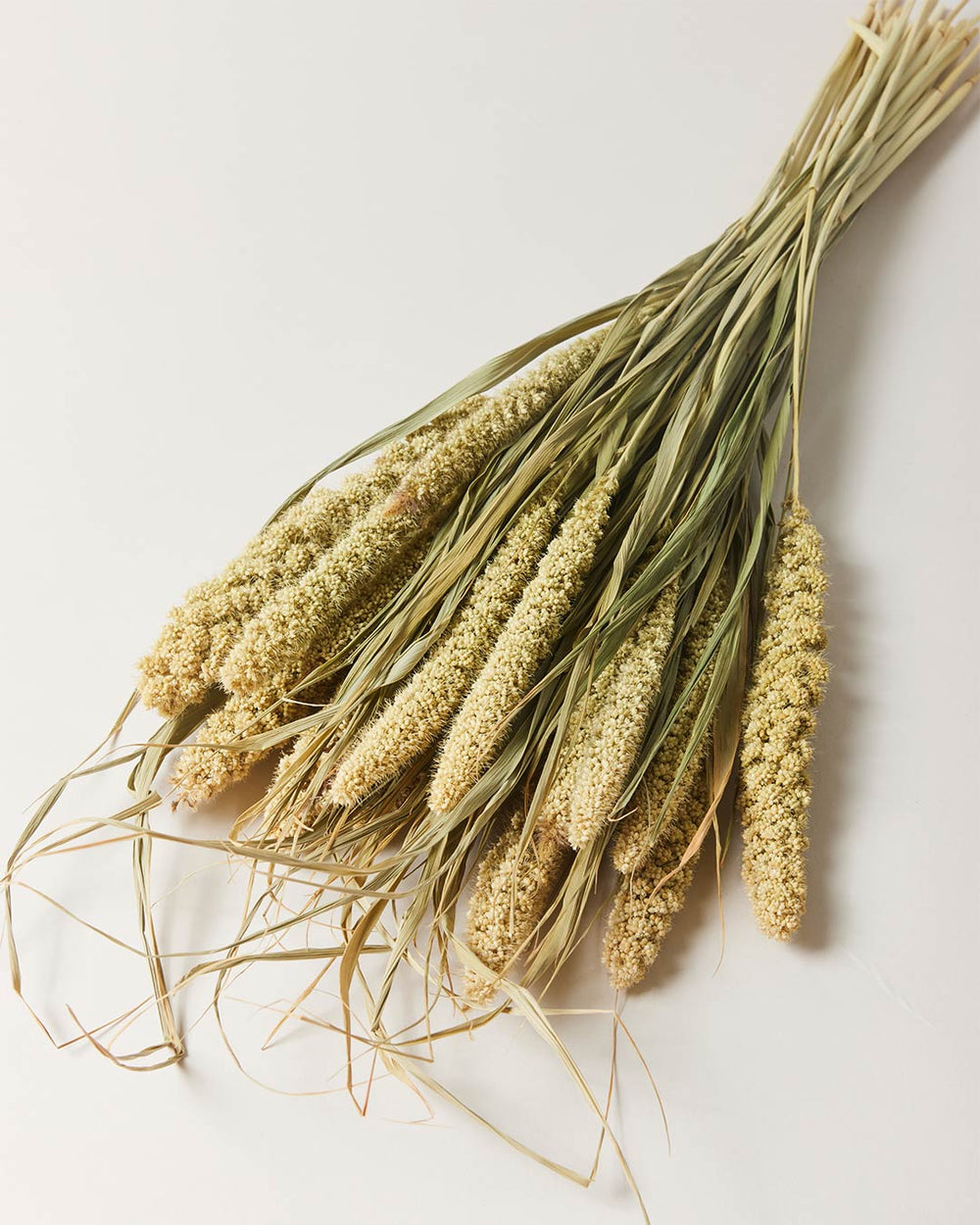 Dried Millet Bunch