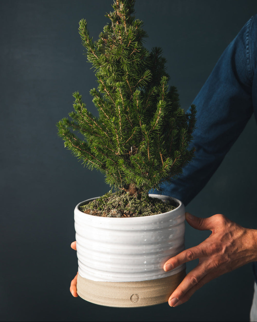 Trunk Garden Pot