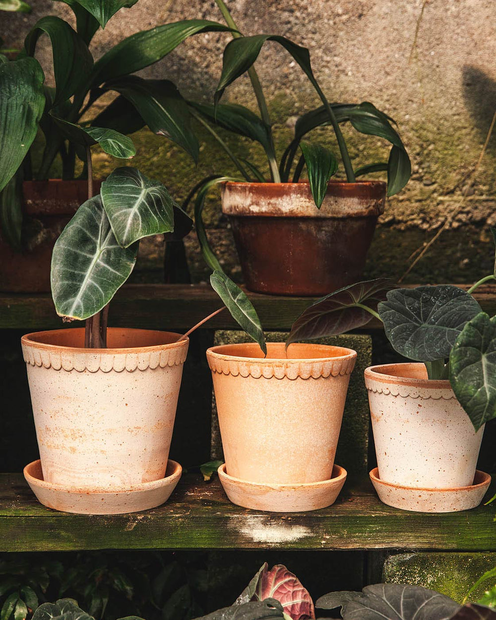 terracotta pots indoor plants Scalloped Terracotta Garden Pot & Saucer