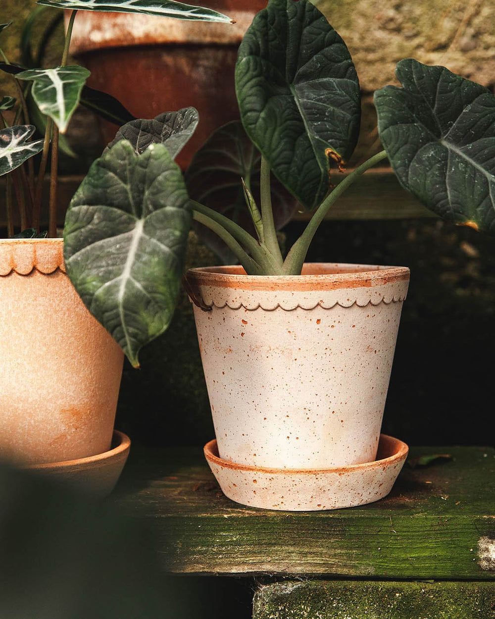 Scalloped Terracotta Garden Pot and Saucer