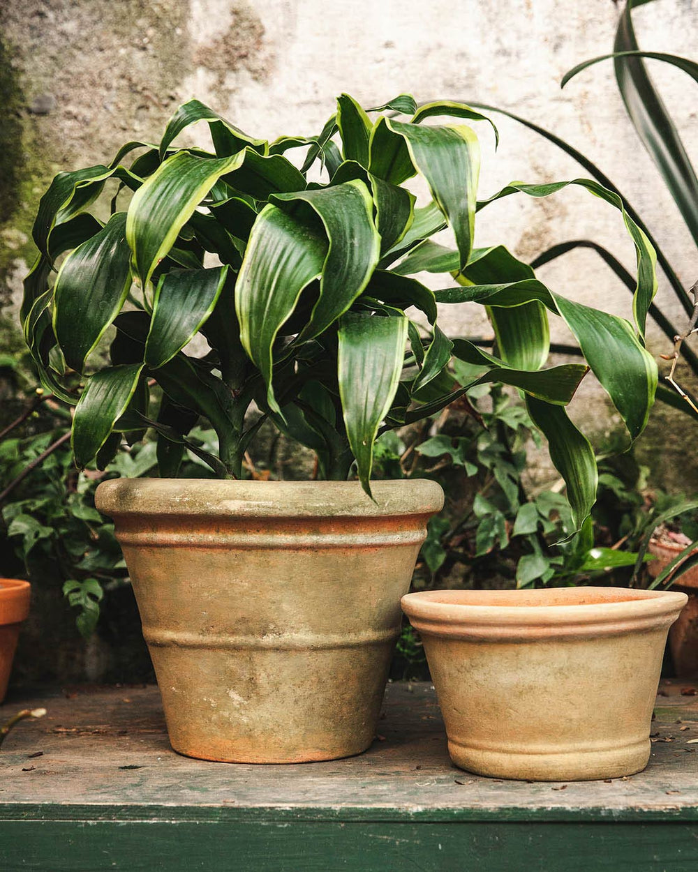 Aged Terracotta Garden Pots - Ridgeline