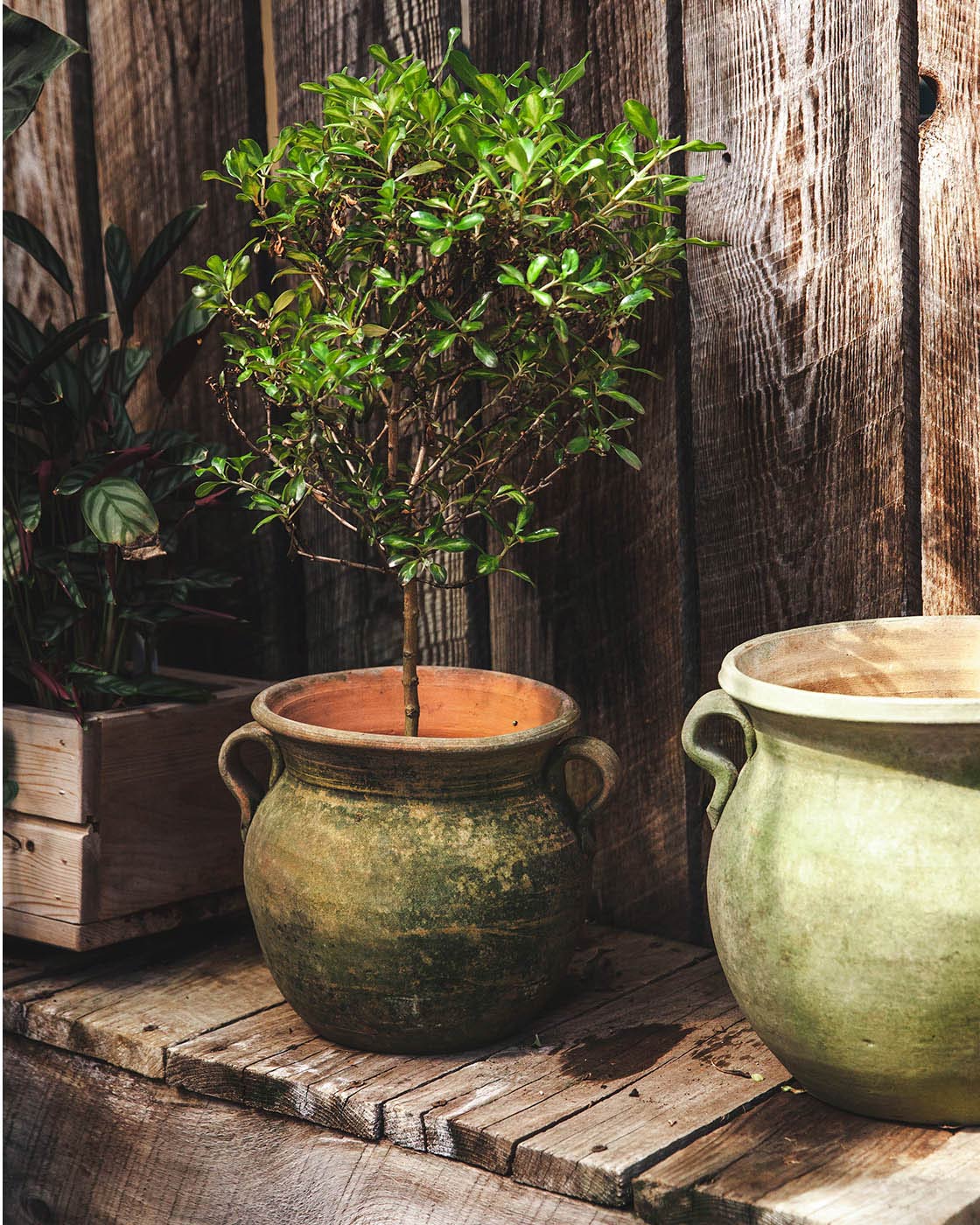 big plant pots near me Farmhouse Pottery - Aged Terracotta Garden Pots