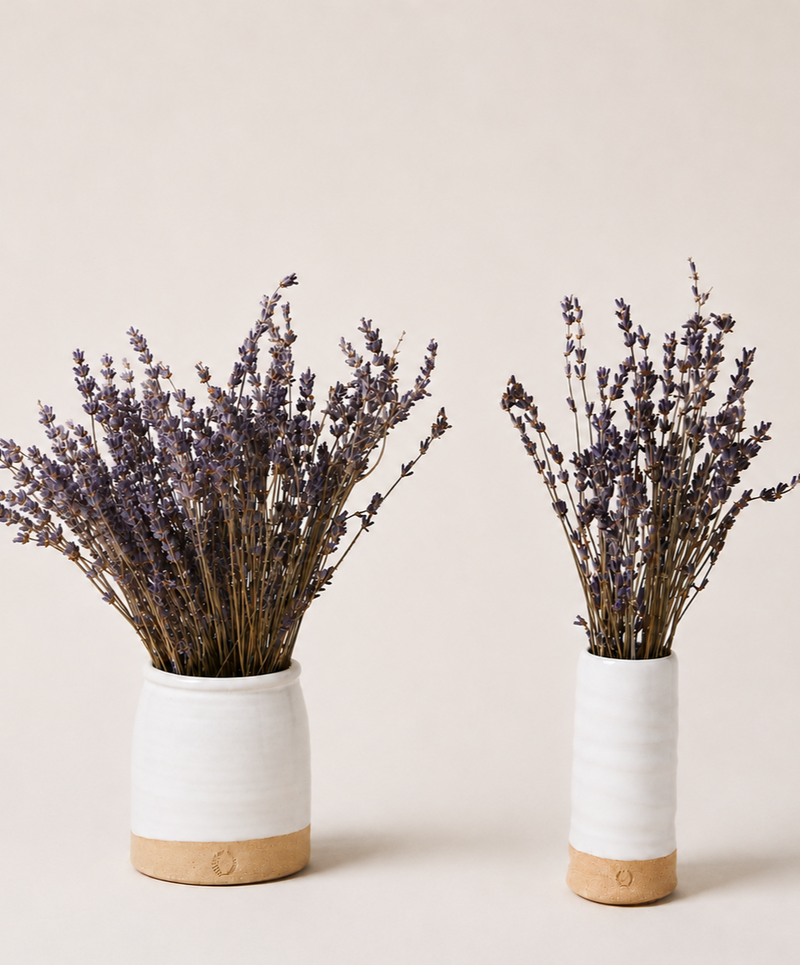 lavender plant in vase Farmhouse Pottery