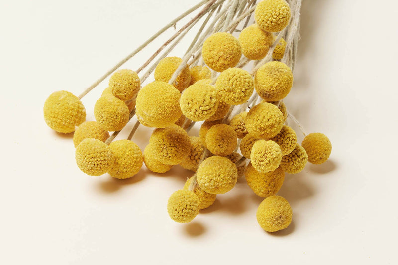 Trunk Vase and Billy Buttons Gift Set