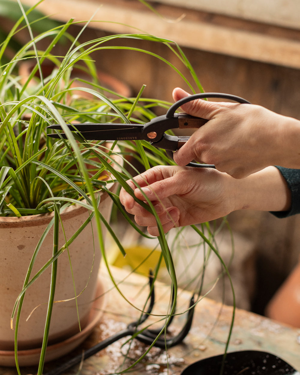 Walnut and Iron Utility Shears